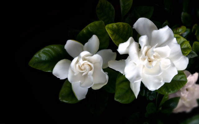White flower green leaves black #3 free wallpaper for desktop - medium preview image