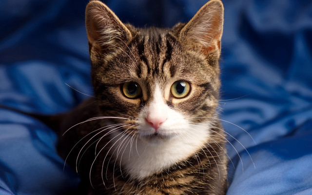 Sad cat blue blanket animal free wallpaper for desktop - medium preview image