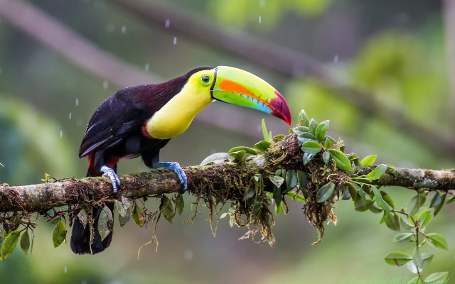 Colorful bird rainy branch beak free wallpaper for desktop - medium preview image