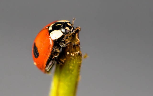 Ladybug green plant stem macro free wallpaper for desktop - medium preview image