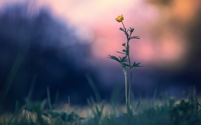 Flower field sunset blurry nature free wallpaper for desktop - medium preview image