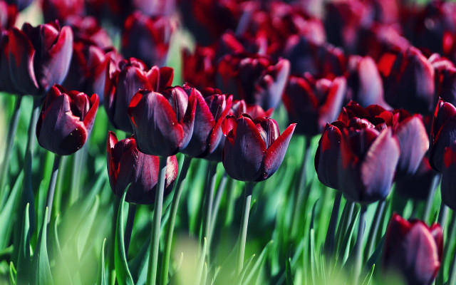 Tulips field rich colors macro free wallpaper for desktop - medium preview image