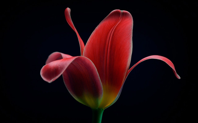 Red flower black background macro free wallpaper for desktop - medium preview image