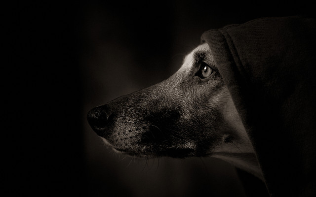 Dog hood looking off dark free wallpaper for desktop - medium preview image