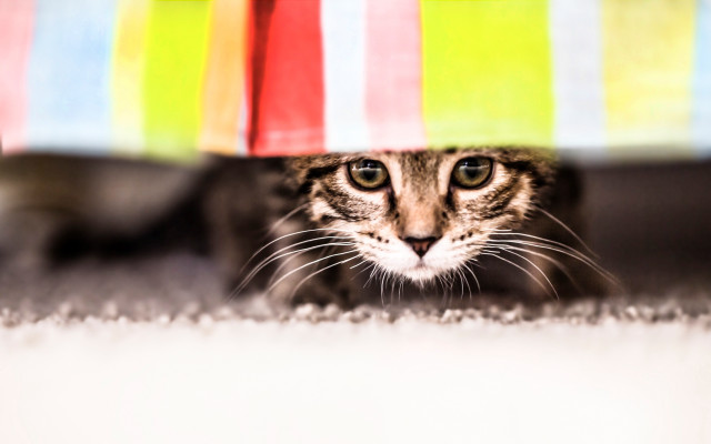 Cat hiding umbrella room blurry free wallpaper for desktop - medium preview image