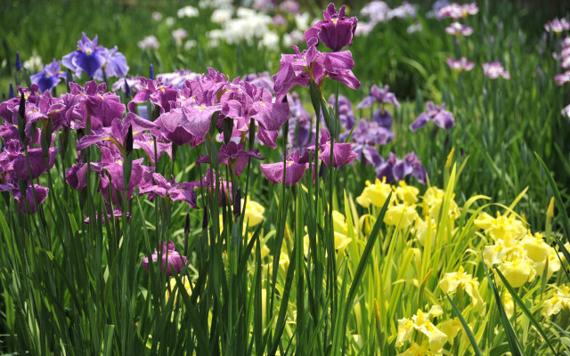Flower field butterflies bee vivid free wallpaper for desktop - medium preview image