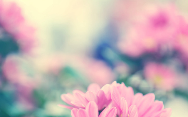 Pink flower vase background florianne free wallpaper for desktop - medium preview image