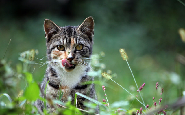 Cat tongue out grass dandelion free wallpaper for desktop - medium preview image