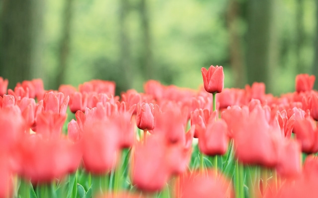 Red tulips bokeh garden blurry free wallpaper for desktop - medium preview image