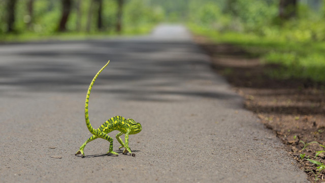 Green lizard road long tail free wallpaper for desktop - medium preview image