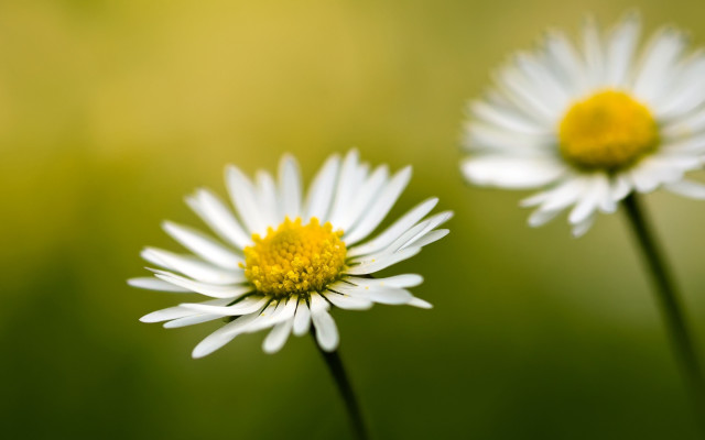 Three daisies green field blurry free wallpaper for desktop - medium preview image