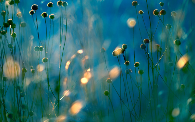 Grass blue sky yellow flowers free wallpaper for desktop - medium preview image