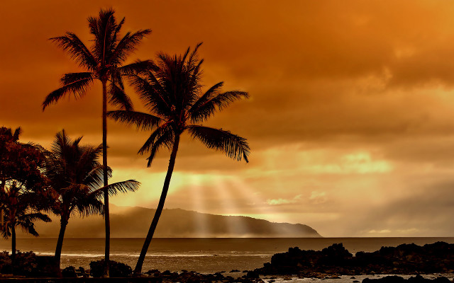 Palm trees beach cloudy sky free wallpaper for desktop - medium preview image