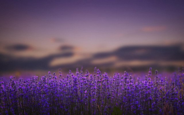 Purple flower sky clouds impressionist free wallpaper for desktop - medium preview image