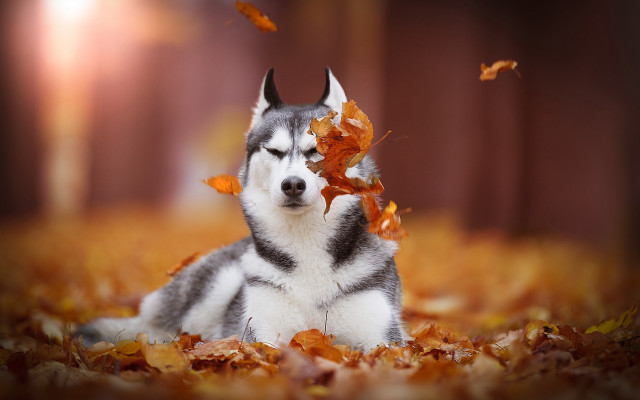 Husky leaves autumn blurry fire free wallpaper for desktop - medium preview image