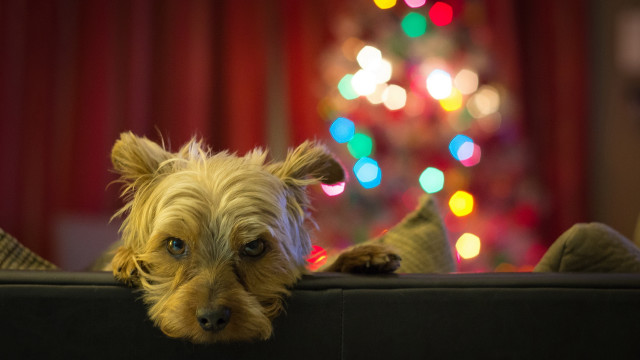 Dog over couch christmas tree free wallpaper for desktop - medium preview image