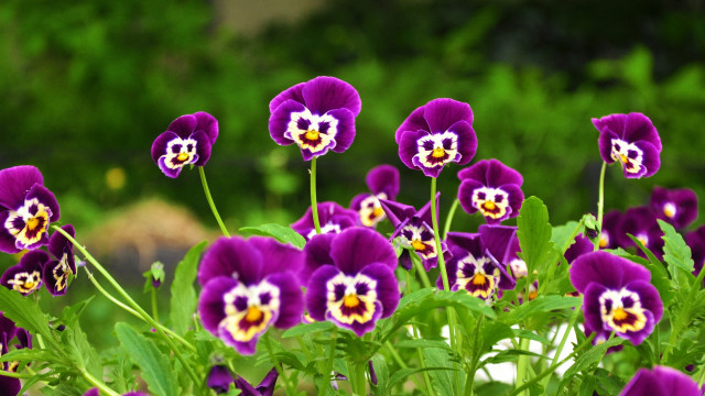 Purple flower garden nature blurry free wallpaper for desktop - medium preview image