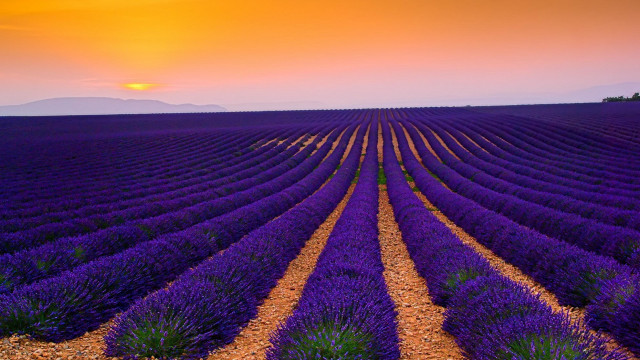 Lavender field sunset lone tree free wallpaper for desktop - medium preview image