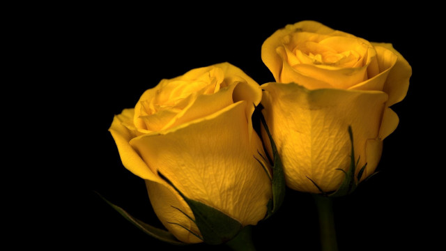 Yellow roses blooming budding rococo free wallpaper for desktop - medium preview image