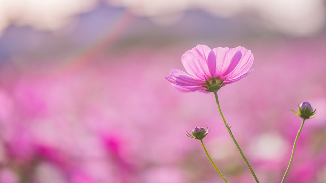 Pink flower field bloom macro free wallpaper for desktop - medium preview image