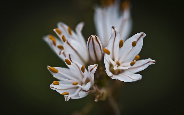 Flower pollen macro blurry background free wallpaper for desktop - medium preview image
