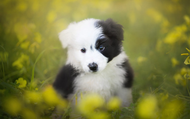 Puppy flower field blue eye free wallpaper for desktop - medium preview image