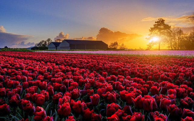 Red flower field sunset barn free wallpaper for desktop - medium preview image