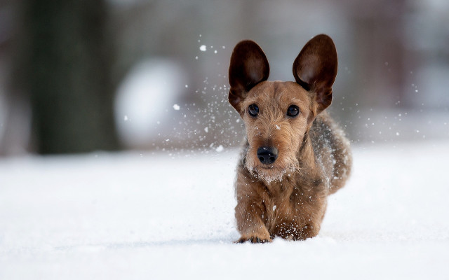 Small dog snow winter curious free wallpaper for desktop - medium preview image