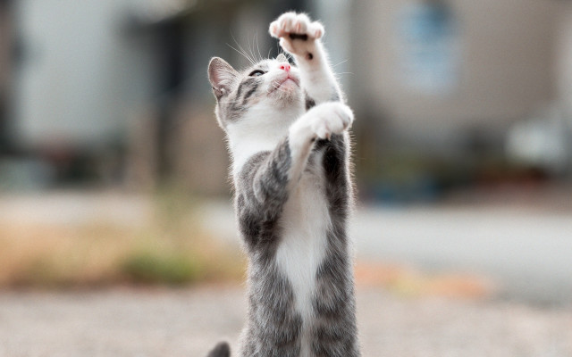 Cat frisbee dynamic pose statue free wallpaper for desktop - medium preview image