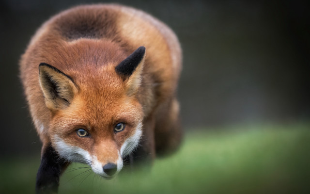 Red fox macro animal focus free wallpaper for desktop - medium preview image