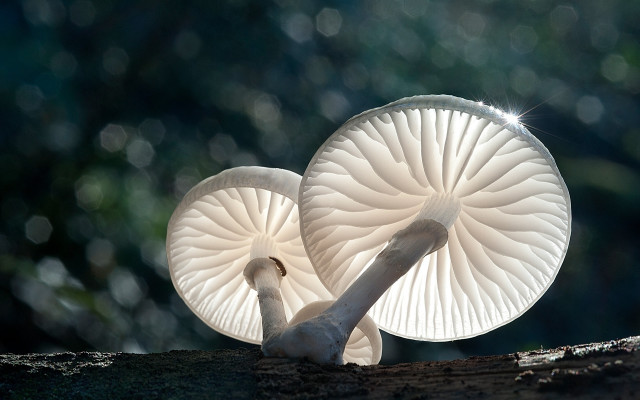 White mushrooms tree trunk sunlight free wallpaper for desktop - medium preview image
