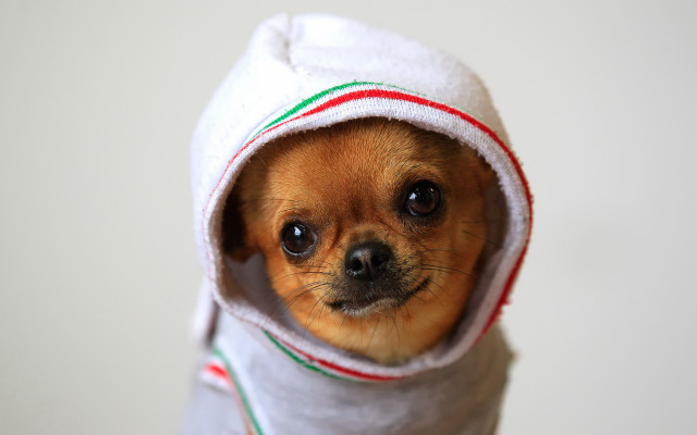 Small dog hoodie fur trim free wallpaper for desktop - medium preview image