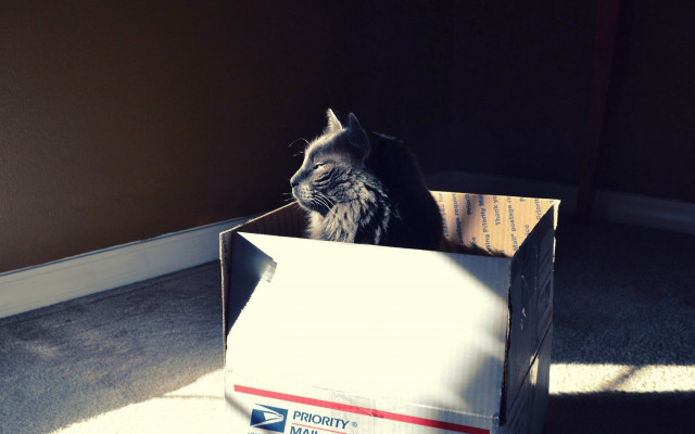 Cat box room wall cardboard free wallpaper for desktop - medium preview image