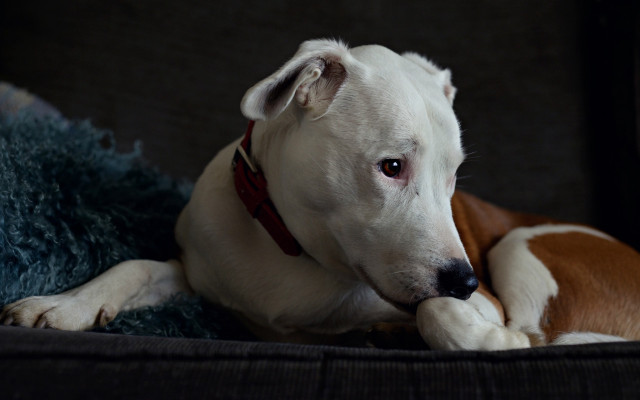 Shiba inu dog couch blue free wallpaper for desktop - medium preview image