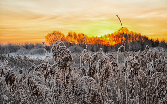 Frosty field sunset trees orange free wallpaper for desktop - medium preview image