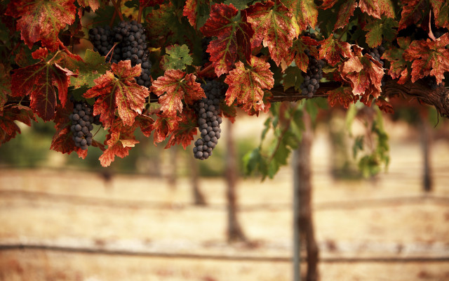 Grapes vineyard autumn leaves blurry #2 free wallpaper for desktop - medium preview image