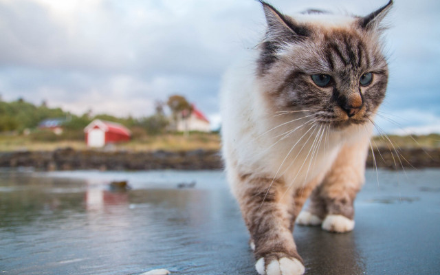 Cat walking wet surface barn free wallpaper for desktop - medium preview image