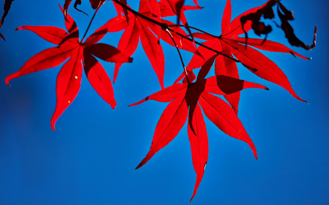 Red leafy branch blue sky free wallpaper for desktop - medium preview image