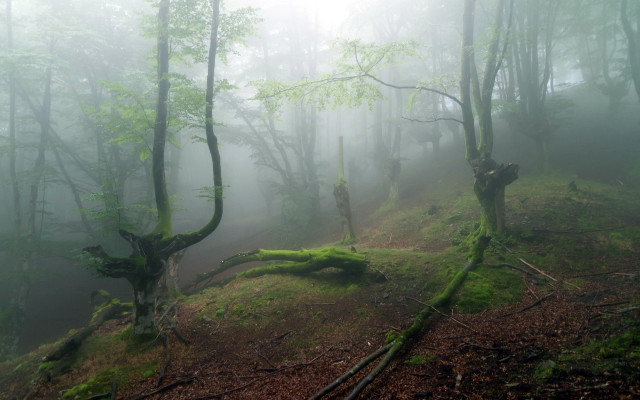 Foggy forest trail trees light free wallpaper for desktop - medium preview image