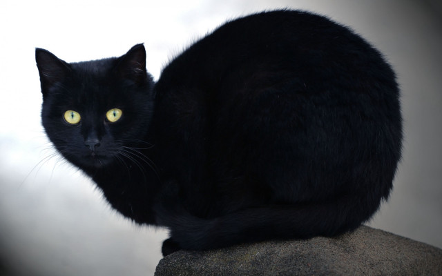 Black cat yellow eyes gothic #25 free wallpaper for desktop - medium preview image