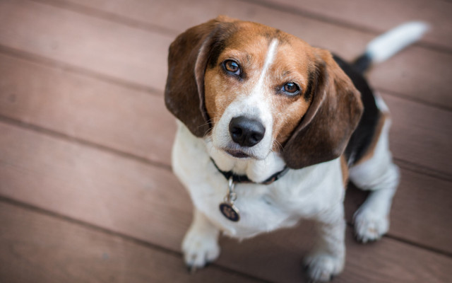 Sad shiba inu deck photorealistic free wallpaper for desktop - medium preview image