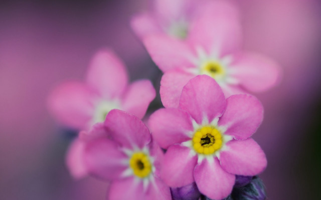Pink flowers yellow centers macro #3 free wallpaper for desktop - medium preview image