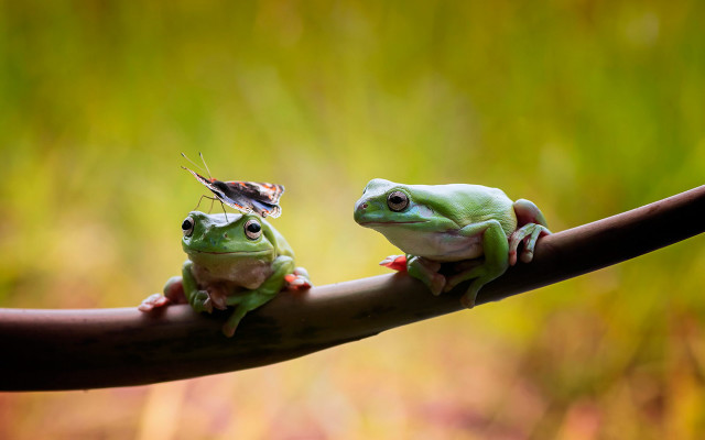 Frogs branch bug macro blurry free wallpaper for desktop - medium preview image