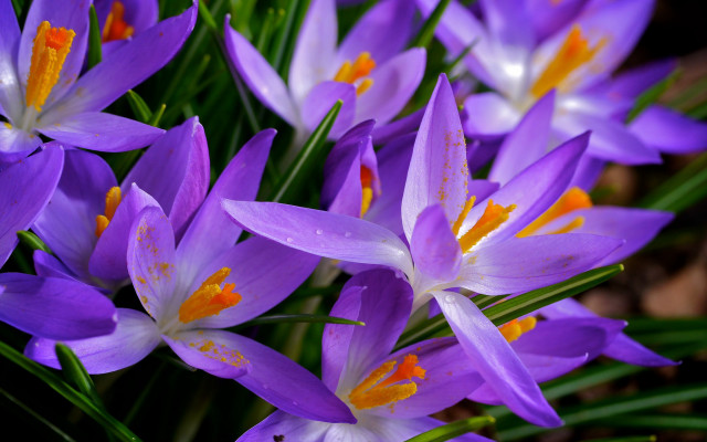 Purple flower butterfly garden macro free wallpaper for desktop - medium preview image