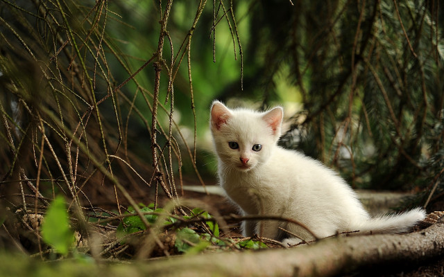 White kitten woods curious nature free wallpaper for desktop - medium preview image