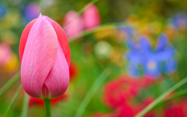 Pink flower blurry background blue free wallpaper for desktop - medium preview image