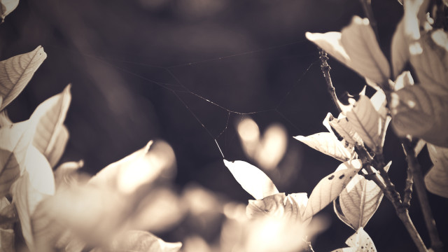 Spider web tree branch leaves free wallpaper for desktop - medium preview image