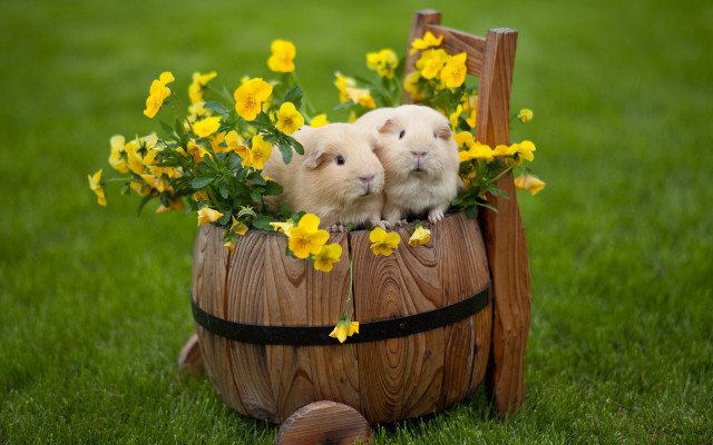 Hamsters barrel flowers wooden frame #2 free wallpaper for desktop - medium preview image