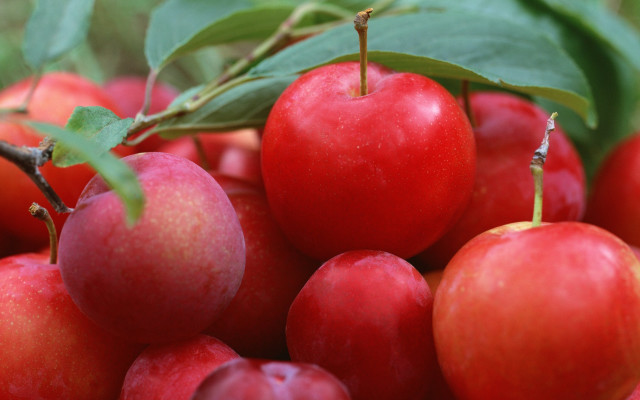 Red apples green leaves blurry free wallpaper for desktop - medium preview image