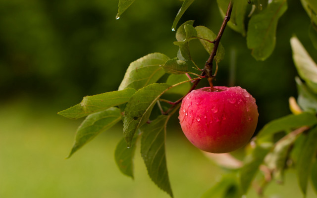 Red apple water droplets macro #6 free wallpaper for desktop - medium preview image